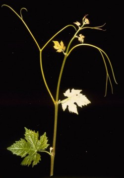 Germoglio di Barbera