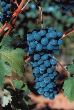 Grappolo di Barbera
