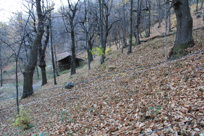 Castagni secolari della Meira