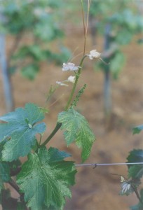 Germoglio del Nebbiolo di Dronero
